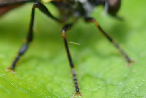 Dioctria hyalipennis